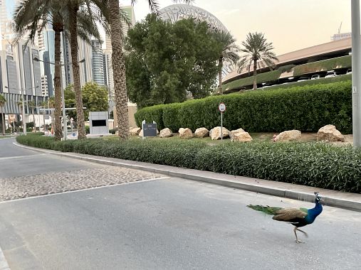 Un pavone attraversa la strada a Dubai